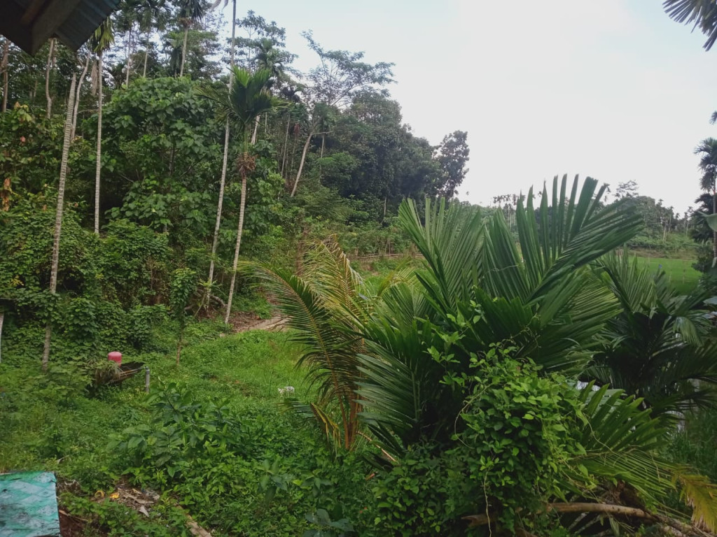 Lahan perkebunan yang ada di Gampong Bidok